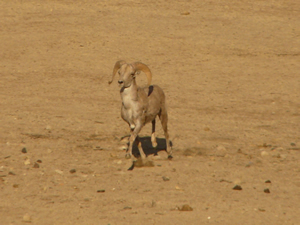 Argali